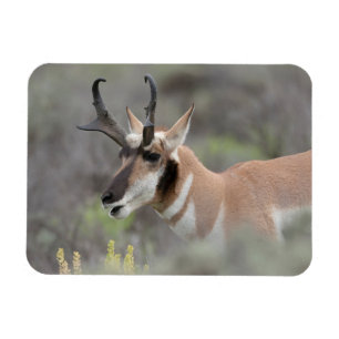 Pronghorn Antelope Buck   Grand Tetons Magneet