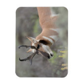Pronghorn Antelope Buck | Grand Tetons Magneet (Verticaal)