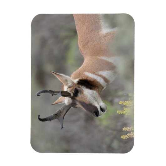 Pronghorn Antelope Buck | Grand Tetons Magneet (Verticaal)