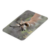 Pronghorn Antelope Buck | Grand Tetons Magneet (Linkerzijde)