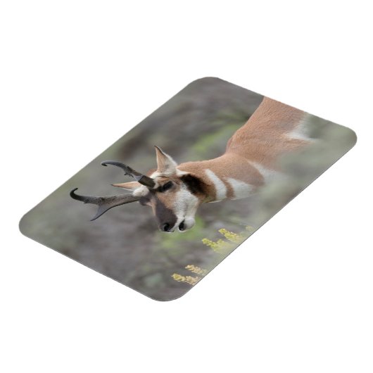 Pronghorn Antelope Buck | Grand Tetons Magneet (Linkerzijde)