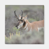 Pronghorn Antelope Buck | Grand Tetons Magneet (Voorkant)
