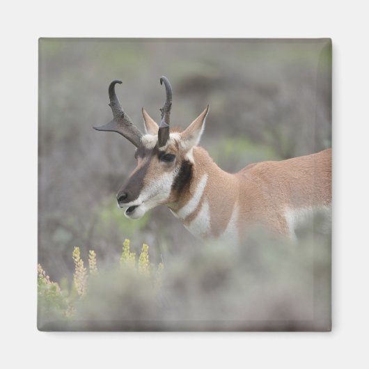 Pronghorn Antelope Buck | Grand Tetons Magneet (Voorkant)