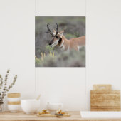 Pronghorn Antelope Buck | Grand Tetons Poster (Keuken)