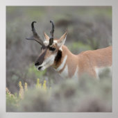 Pronghorn Antelope Buck | Grand Tetons Poster (Voorkant)