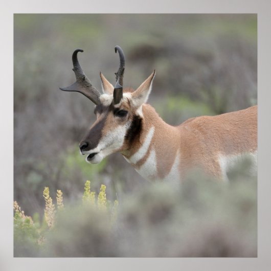 Pronghorn Antelope Buck | Grand Tetons Poster (Voorkant)