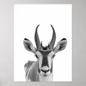 Pronghorn Antelope Desert Dierportret Poster (Voorkant)