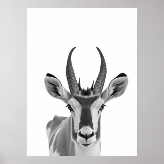 Pronghorn Antelope Desert Dierportret Poster (Voorkant)