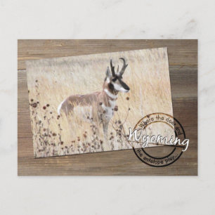Pronghorn Antelope Foto van Wood - Wyoming WY USA Briefkaart