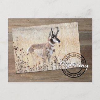 Pronghorn Antelope Foto van Wood - Wyoming WY USA Briefkaart