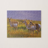 Pronghorn Antelope in Montana Legpuzzel (Horizontaal)