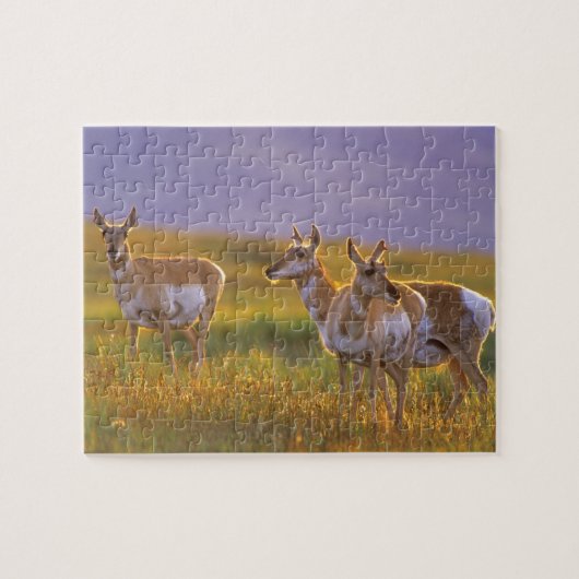 Pronghorn Antelope in Montana Legpuzzel (Horizontaal)