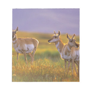 Pronghorn Antelope in Montana Notitieblok