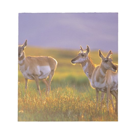 Pronghorn Antelope in Montana Notitieblok (Voorkant)