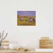 Pronghorn Antelope in Montana Poster (Keuken)
