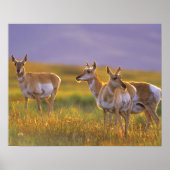 Pronghorn Antelope in Montana Poster (Voorkant)