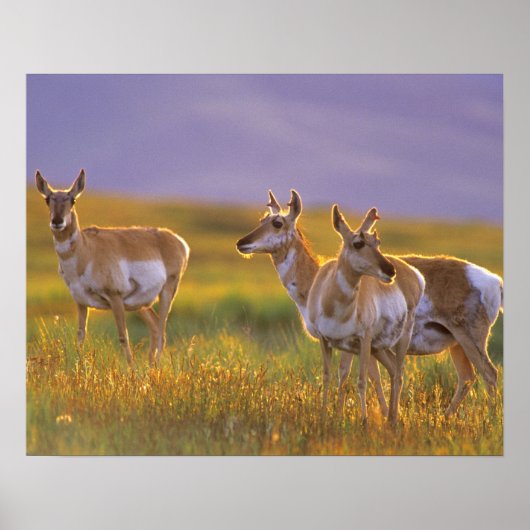 Pronghorn Antelope in Montana Poster (Voorkant)