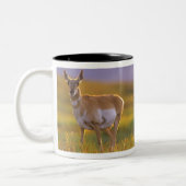 Pronghorn Antelope in Montana Tweekleurige Koffiemok (Links)