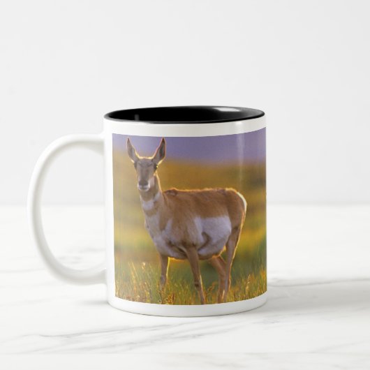 Pronghorn Antelope in Montana Tweekleurige Koffiemok (Links)