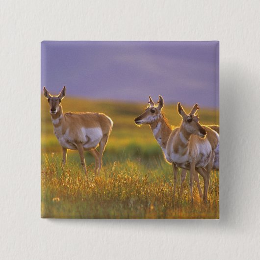 Pronghorn Antelope in Montana Vierkante Button 5,1 Cm (Voorkant)