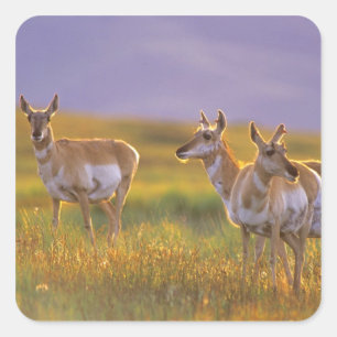 Pronghorn Antelope in Montana Vierkante Sticker