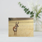 Pronghorn Antelope Wildlife Series # 9 Briefkaart (Staand voorkant)