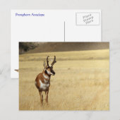 Pronghorn Antelope Wildlife Series # 9 Briefkaart (Voorkant / Achterkant)