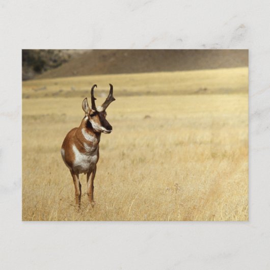Pronghorn Antelope Wildlife Series # 9 Briefkaart (Voorkant)