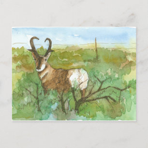Pronghorn Antelope-woestijn Waterverf landschap Briefkaart