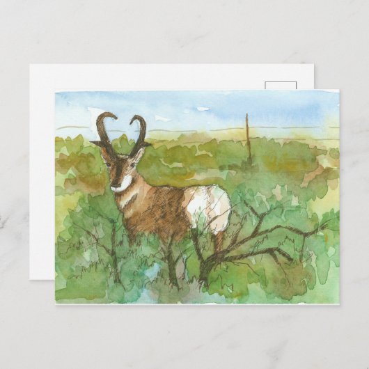 Pronghorn Antelope-woestijn Waterverf landschap Briefkaart (Voorkant / Achterkant)