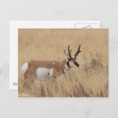 Pronghorn Briefkaart (Voorkant / Achterkant)