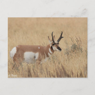 Pronghorn Briefkaart