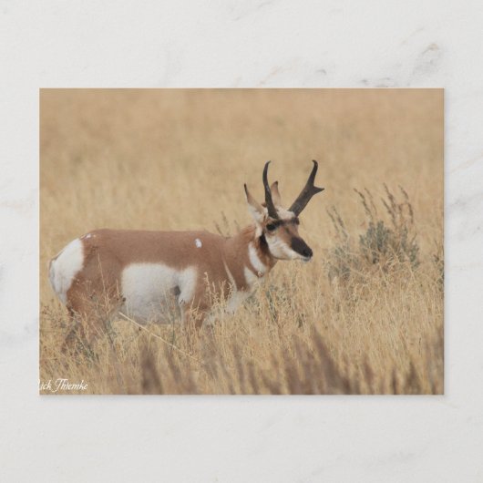 Pronghorn Briefkaart (Voorkant)