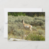 Pronghorn in Grand Teton National Park (Voorkant)