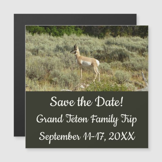 Pronghorn in Grand Teton National Park (Voorkant / Achterkant)