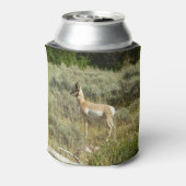 Pronghorn in Grand Teton National Park Blikjeskoeler (Blikje Achterkant)