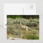 Pronghorn in Grand Teton National Park Briefkaart (Voorkant / Achterkant)
