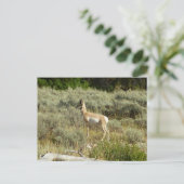 Pronghorn in Grand Teton National Park Briefkaart (Staand voorkant)