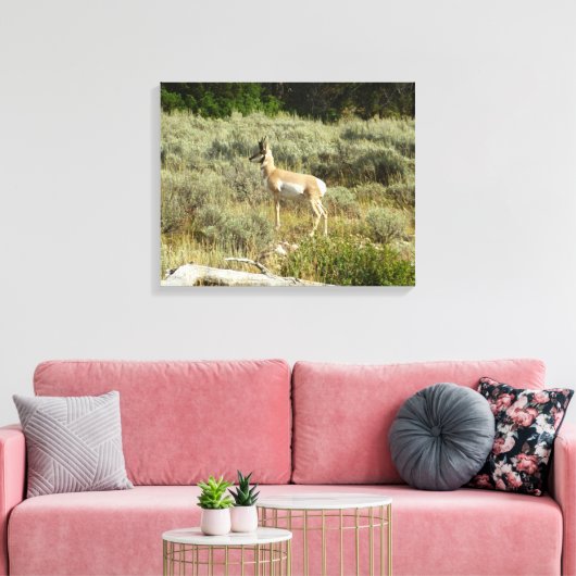 Pronghorn in Grand Teton National Park Canvas Afdruk (Insitu (Woonkamer))