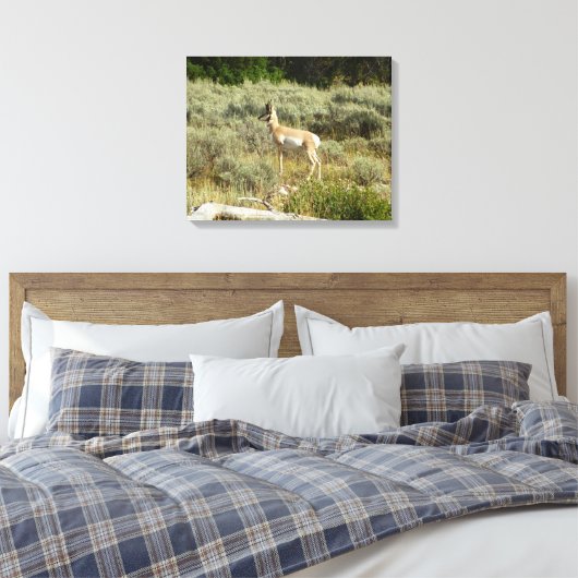 Pronghorn in Grand Teton National Park Canvas Afdruk (Insitu (Slaapkamer))