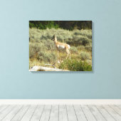 Pronghorn in Grand Teton National Park Canvas Afdruk (Insitu (Houten vloer))