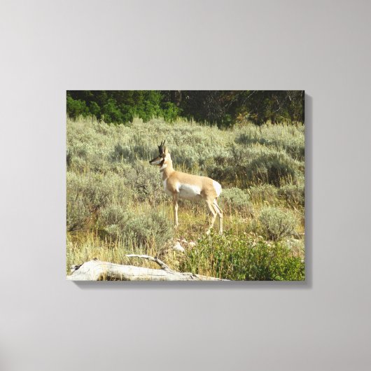 Pronghorn in Grand Teton National Park Canvas Afdruk (Voorkant)