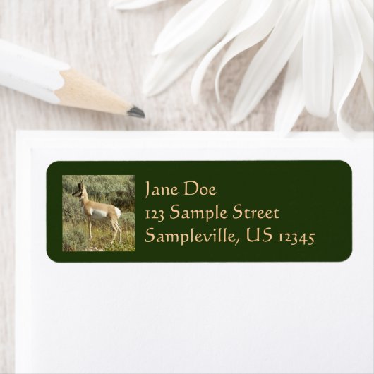 Pronghorn in Grand Teton National Park Etiket (Insitu)