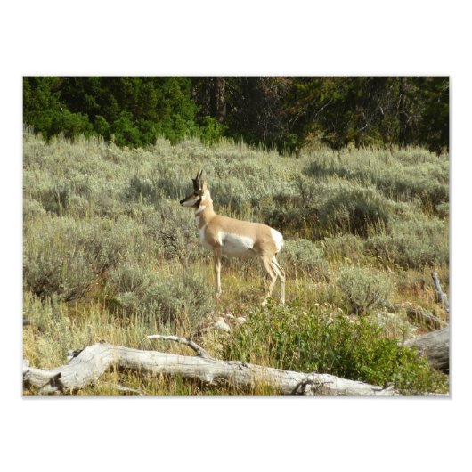 Pronghorn in Grand Teton National Park Foto Afdruk (Voorkant)
