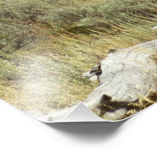 Pronghorn in Grand Teton National Park Foto Afdruk (Hoek)