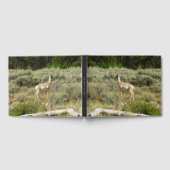 Pronghorn in Grand Teton National Park Gastenboek (Volledig)