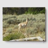 Pronghorn in Grand Teton National Park Gastenboek (Achterkant)