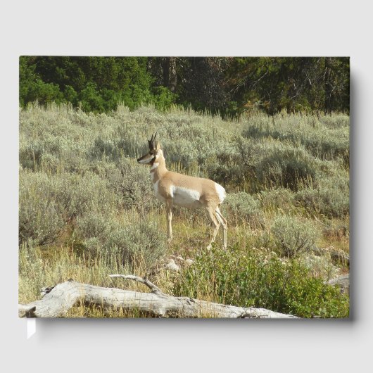 Pronghorn in Grand Teton National Park Gastenboek (Voorkant)
