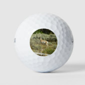 Pronghorn in Grand Teton National Park Golfballen (Voorkant)