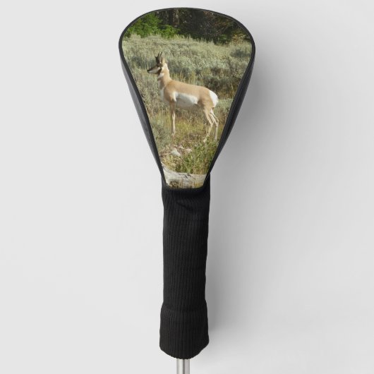 Pronghorn in Grand Teton National Park Golfheadcover (Voorkant)